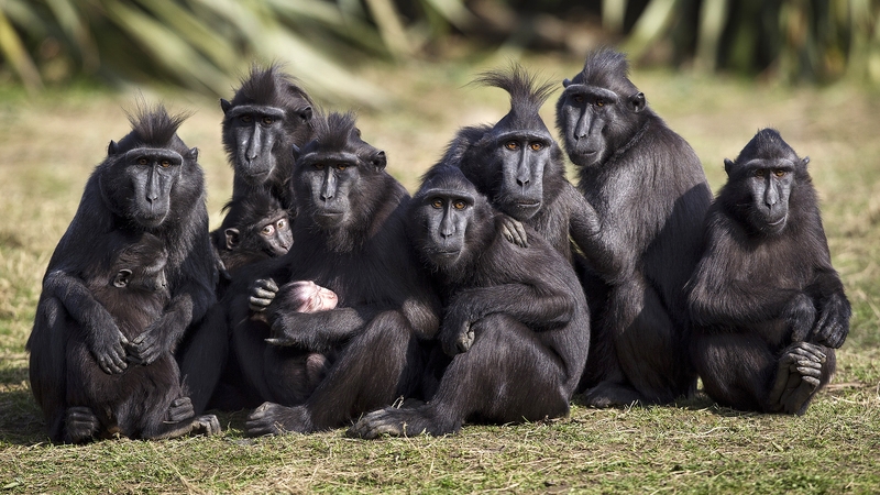 Following a number of recent macaque births, the team at Dublin Zoo decide to give the troop a health and check and to find out which baby belongs to which mother Photo: Patrick Bolger