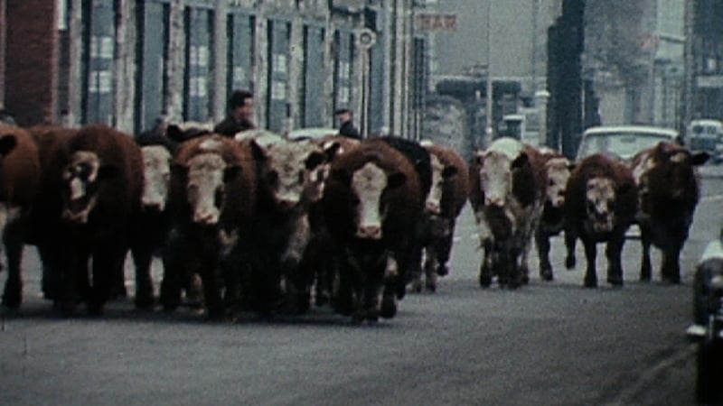 Cattle on main street: Living in a Coded Land