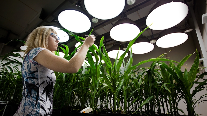 Monsanto wants to combine its seeds business with Syngenta's