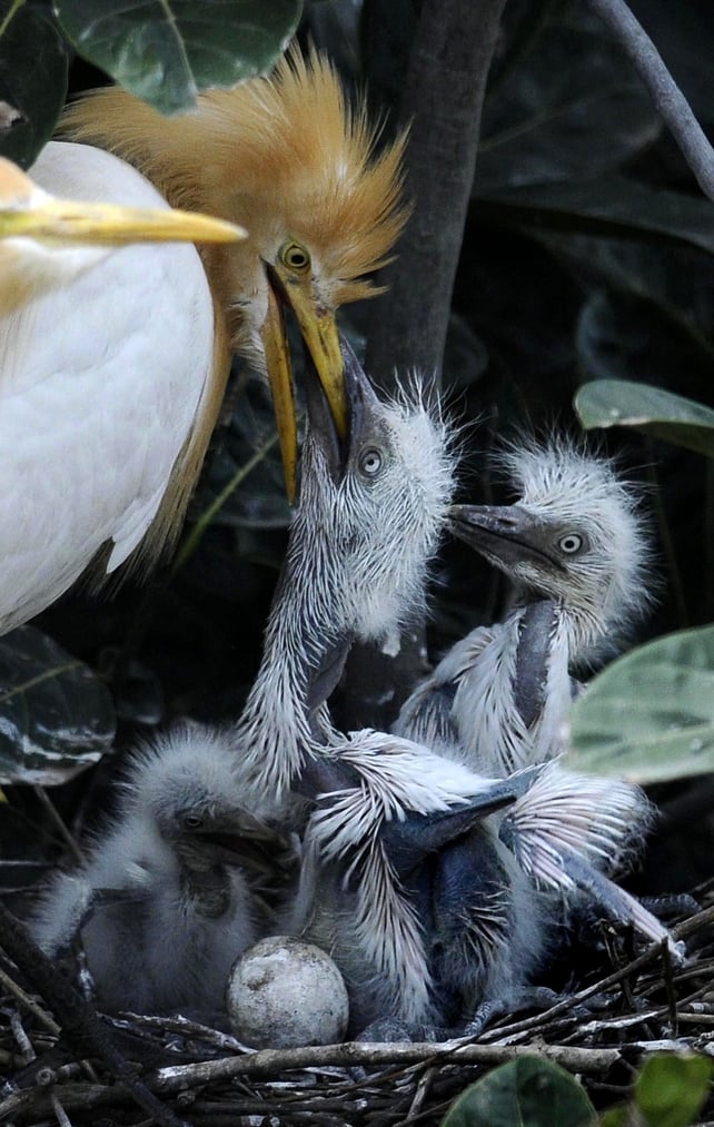 An egret feeds her chicks on the banks of the Brahmaputra River in the Panbazar area of Guwahati