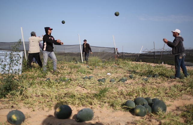 Watermelon growers pick from their field located in Khan Yunis in the southern Gaza Strip
