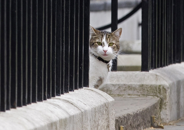 Top cat Larry Cameron relieved that he wont be moving from his home in 10 Downing Street, London