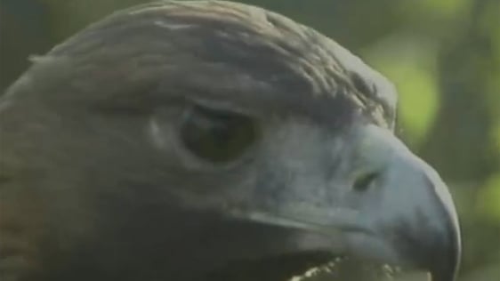 Golden Eagles (2005)