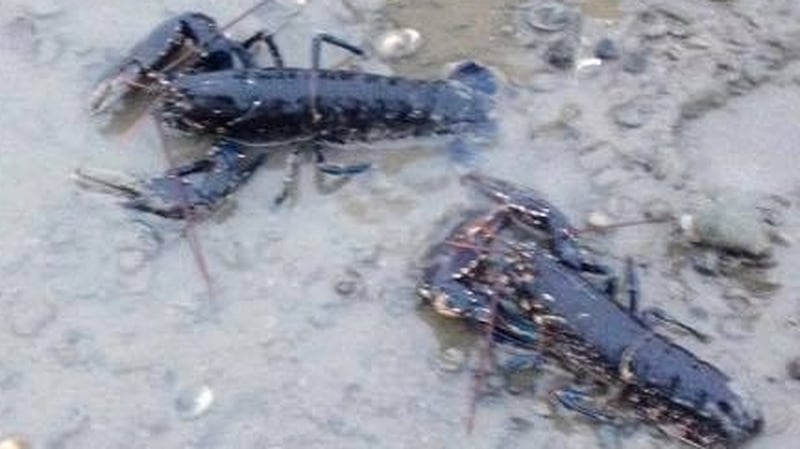 The group released the lobsters into the sea in Clontarf (pic: NARA-Facebook)