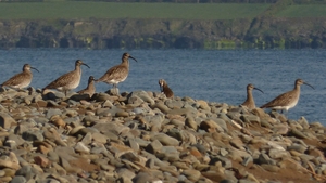 Béal Strand at the mouth of the Shannon Estuary, Co Kerry (Pic: Ita Hannon)