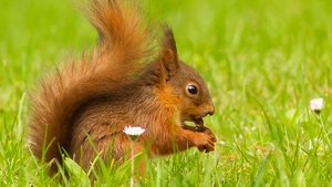 A red squirrel at Emo Court, Co Laois
(Pic: Michael Carroll)