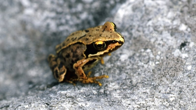 The weekend will focus on the richness of Ireland's native wildlife and how we can help to protect it