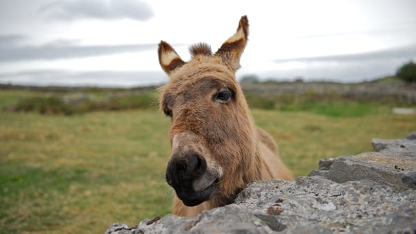 A donkey on the Aran Islands (Pic: Simon Peare)