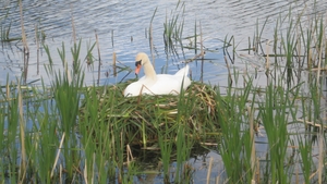 A swan nesting in Ballyneety, Co Limerick (Pic: Asun Smyth)