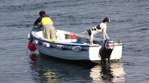 A man and his dog off the coast of north Dublin (Pic: Bernard Gillespie)