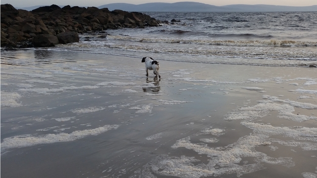 Sammy the dog at Trá na gCeann, Co Galway (Pic: Sarah Doyle)