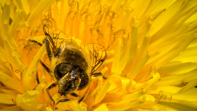 A bumbleebee gathering pollen in Kiltullagh, Co Galway (Pic: Larry Morgan)