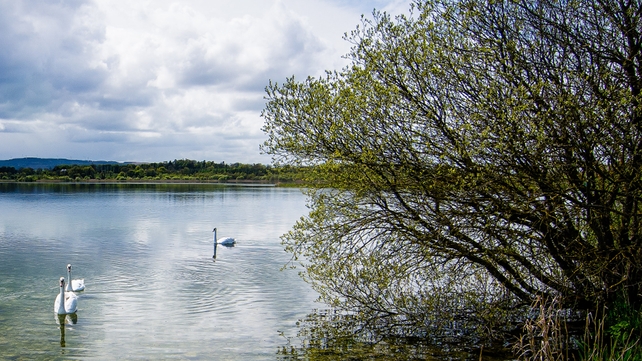 Swans on Loughrea Lake, Co Galway (Pic: Larry Morgan)