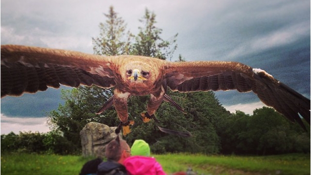 An eagle flying in Co Sligo (Pic: Michael Taheny)