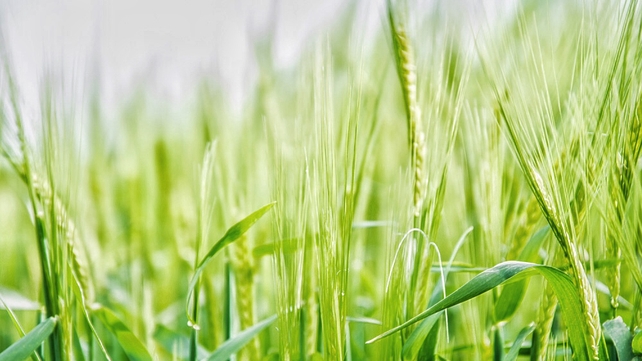A field in Dundalk, Co Louth (Pic: Alan Kelly)