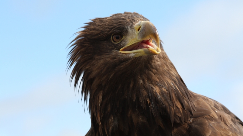 An eagle in Co Sligo (Pic: Bernard Gillespie)
