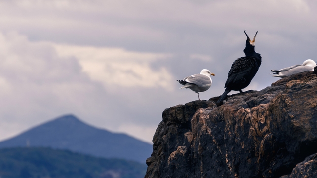 Cormorants and gulls in Red Rock, Co Dublin (Pic: Denis Moynihan)