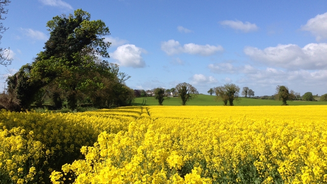 Rapeseed crops in Naul, Co Dublin (Pic: Eric Clarke)