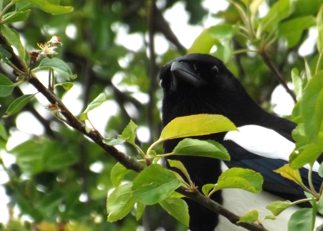 A magpie in Co Wicklow (Pic: Brian Keeley)