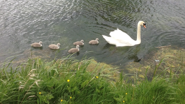 A swan and her cygnets in Naas, Co Kildare (Pic: Ryan Byrne)