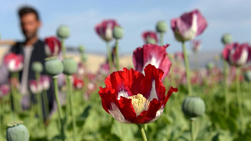 Illegal heroin is made from morphine extracted from opium poppies