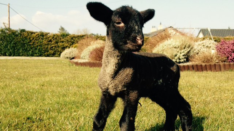 A newborn lamb named Finn (Pic: Laura Thompson)
