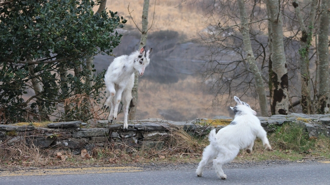 Goats in Killarney National Park, Co Kerry (Pic: Jerry O'Sullivan)