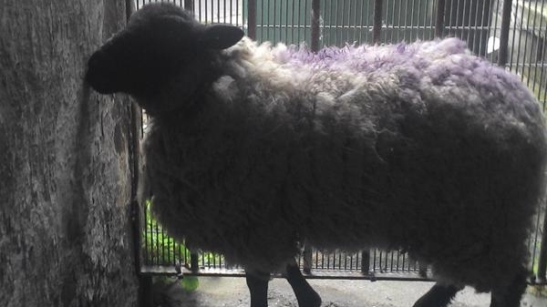 The sheep was taken to Kevin Street Garda Station