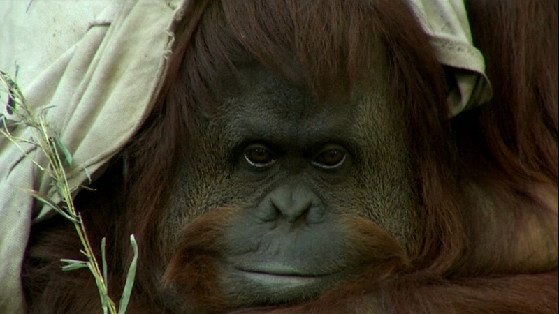 The orangutan named Sandra has spent her entire life in captivity