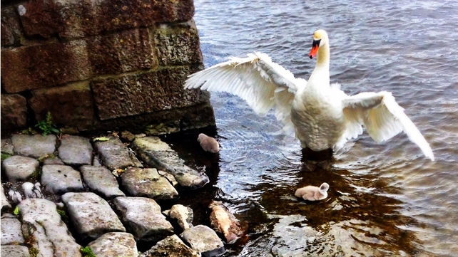 A mother swan and her cygnets in the River Corrib, Co Galway (Pic: Stacey Nolan)