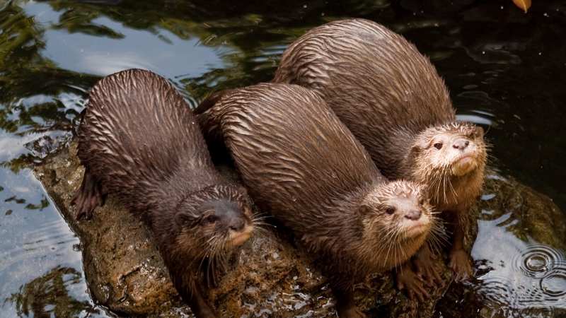 Some otters playing around (Pic: Trevor Dubber)