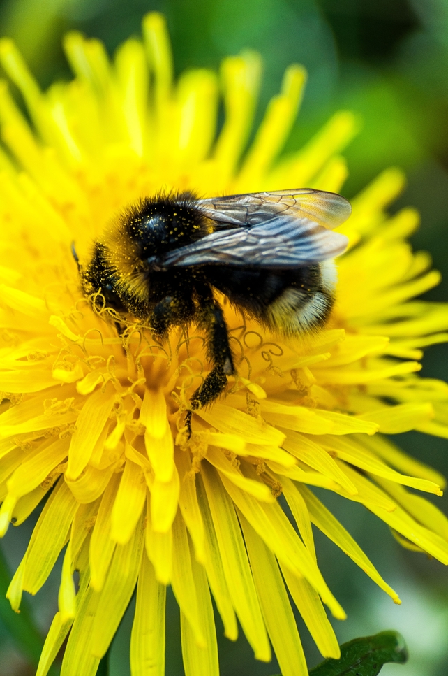A bumblebee collecting pollen (Pic: Trevor Dubber)