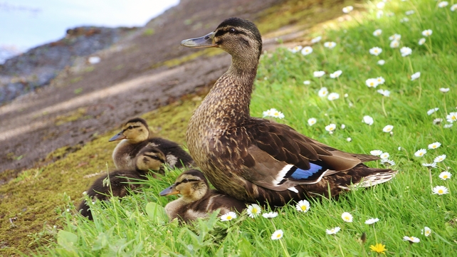 A blue-winged teal and her ducklings at Atlantic Pond, Co Cork (Pic: Bridget Daly)