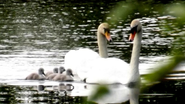 A swan family in Kilcoole, Co Wicklow (Pic: Brian Keeley)
