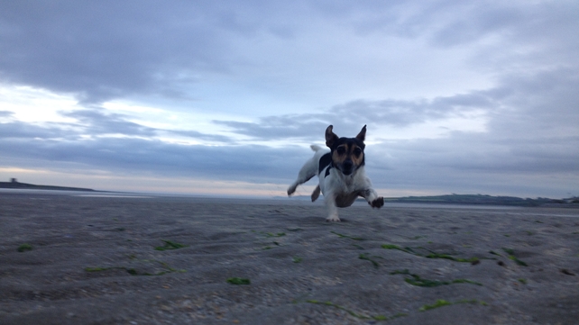 Libby the dog running on the beach in Skerries, Co Dublin (Daire Leonard)