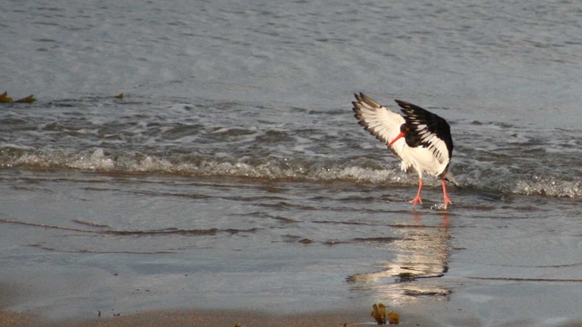 An oystercatcher in Howth, Co Dublin (Pic: Ciaran MacManus)