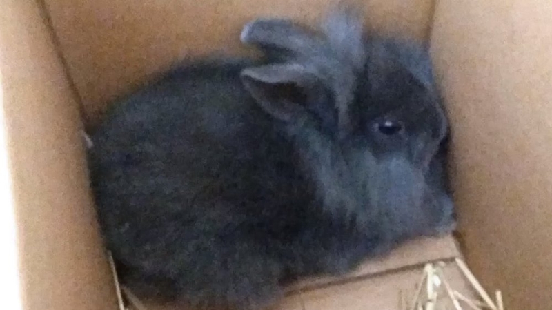 Allan the baby rabbit pictured before he was killed during radio programme (Pic: Facebook/radio24syv)
