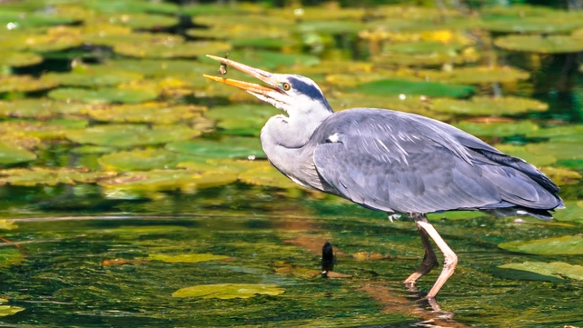 A heron having a bite to eat in the Phoenix Park, Co Dublin (Pic: Denis Moynihan)