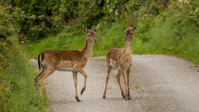 Two deer in Co Galway (Pic: Larry Morgan)