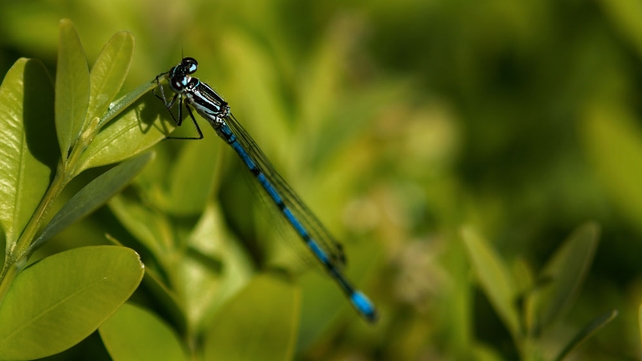 A close-up of a dragonfly (Pic: Larry Morgan)