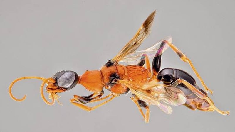 The wasps effectively turn their prey into zombies before eating them alive (Pic: Michael Ohl of the Museum für Naturkunde)