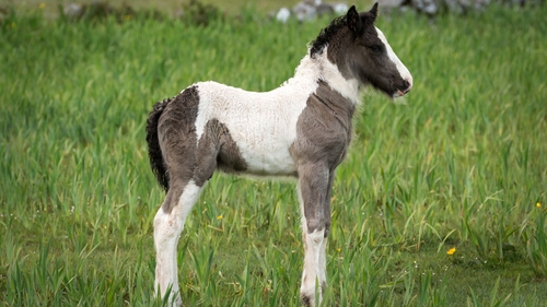A foal in Loughrea, Co Galway (Pic: Larry Morgan)