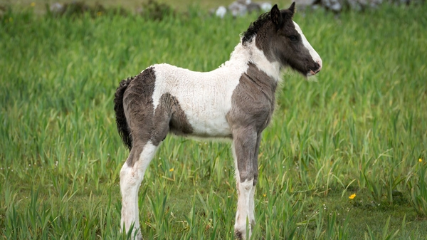 A foal in Loughrea, Co Galway (Pic: Larry Morgan)