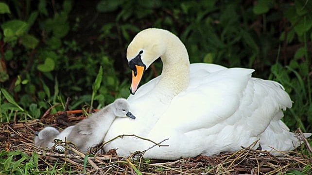 A swan and her cygnet at the River Clare, Co Galway City(Pic: Sean Lally)