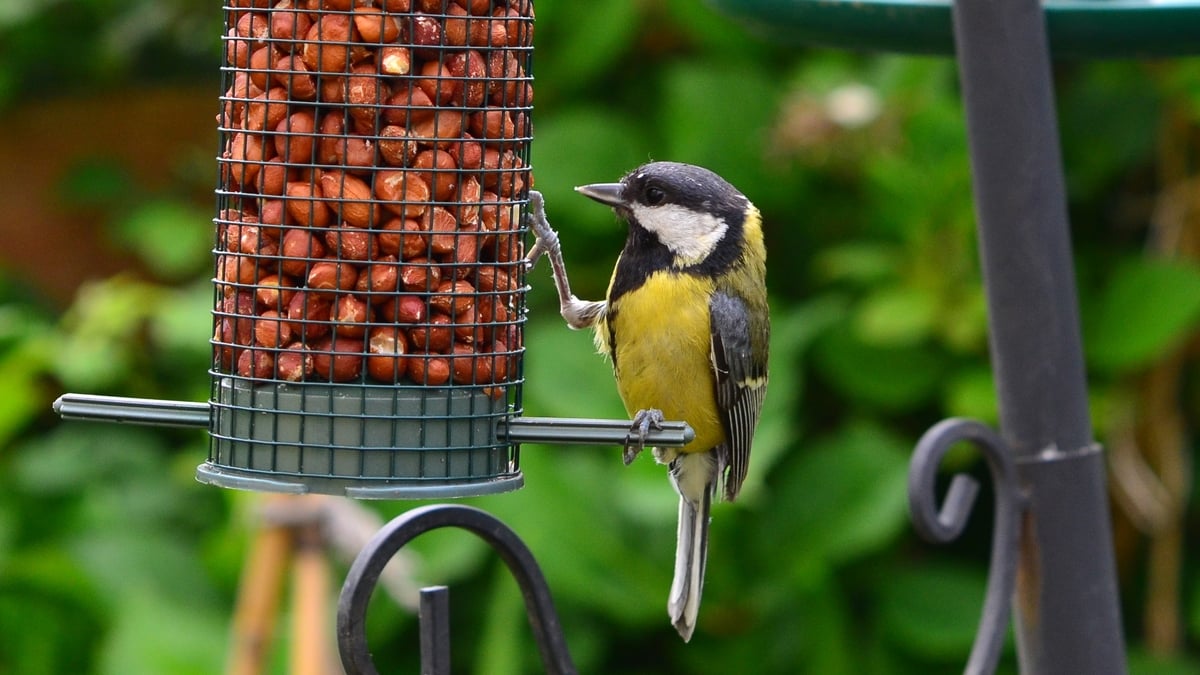 Mooney Goes Wild Monday 12 February 2024