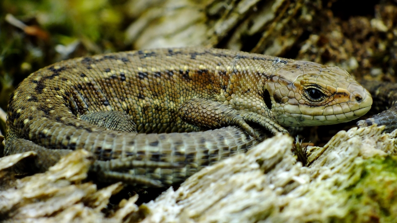 A common lizard in Raven Point, Co Wexford (Pic: Pat Somers)