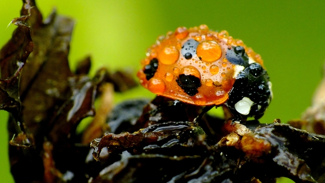 A ladybird at Raven Point, Co Wexford (Pic: Pat Somers)