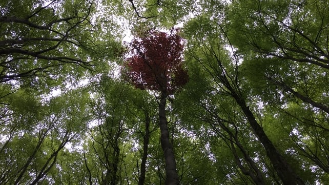 Stradbally, Co Laois (Pic: Chris Cullen)