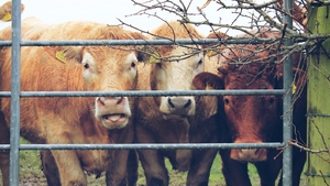 Three cows in Carrickmacross, Co Monaghan (Pic: Ayshe Kelleher)