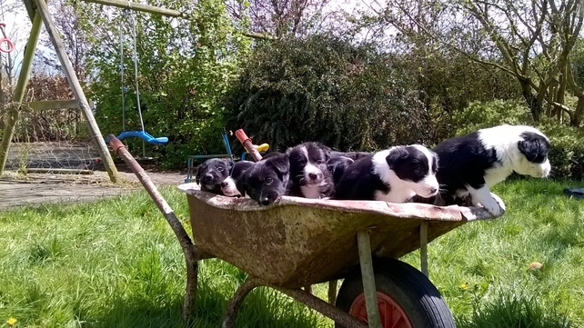 Some puppies playing around in Co Meath (Pic: Elizabeth O'Ferrall)